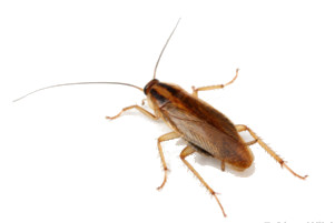 Barata Germânica