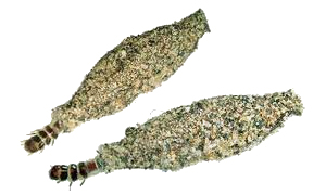 Traças