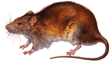 Rattus Norvegicus