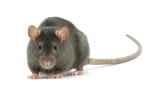 Rattus Rattus