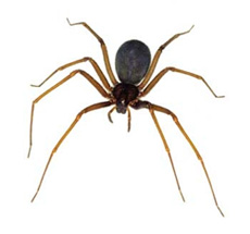 Aranha