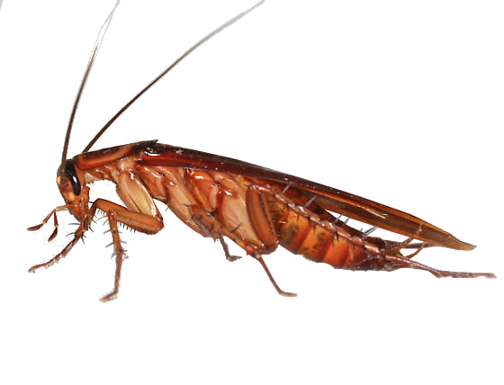 Barata Americana