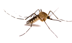 Mosquitos